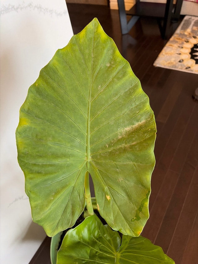 Alocacia plant - photo 3