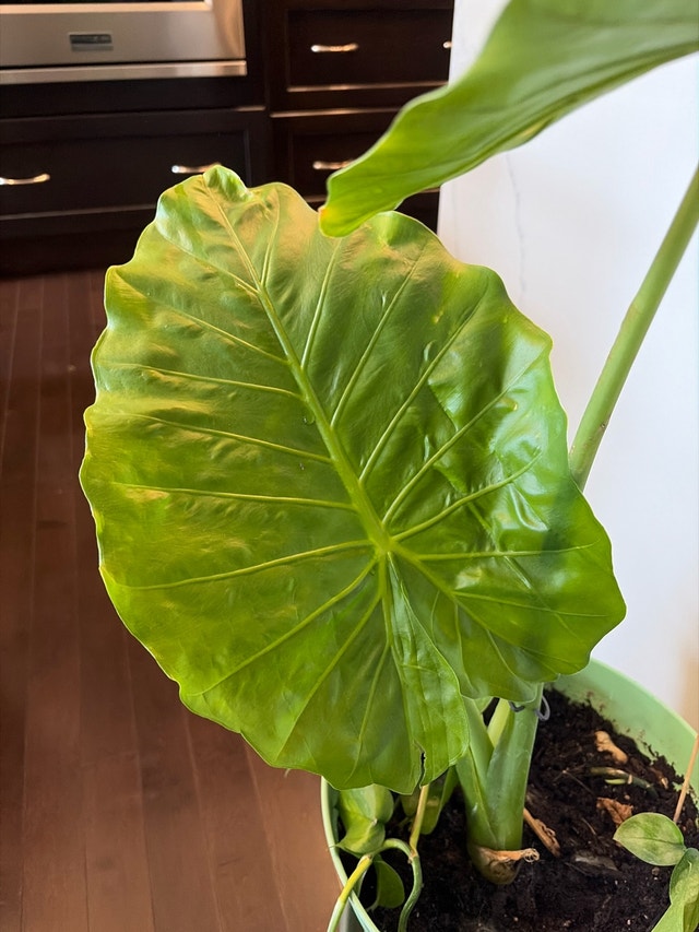 Alocacia plant - photo 4