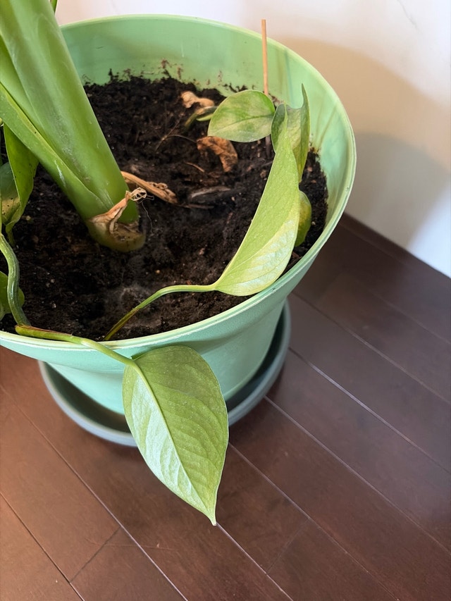 Alocacia plant - photo 5