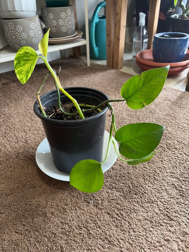 Golden Pothos Plant/money plant