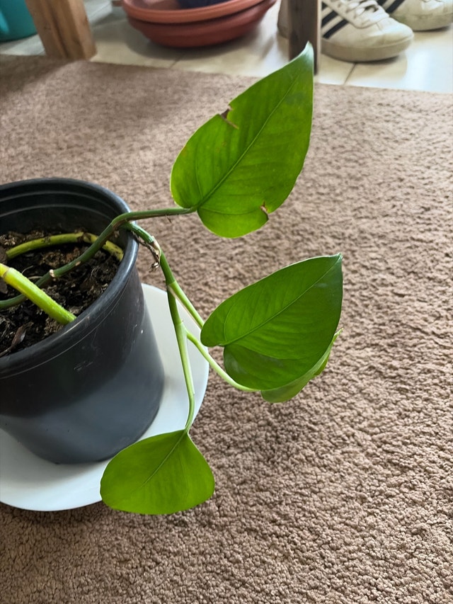 Golden Pothos Plant/money plant - photo 2