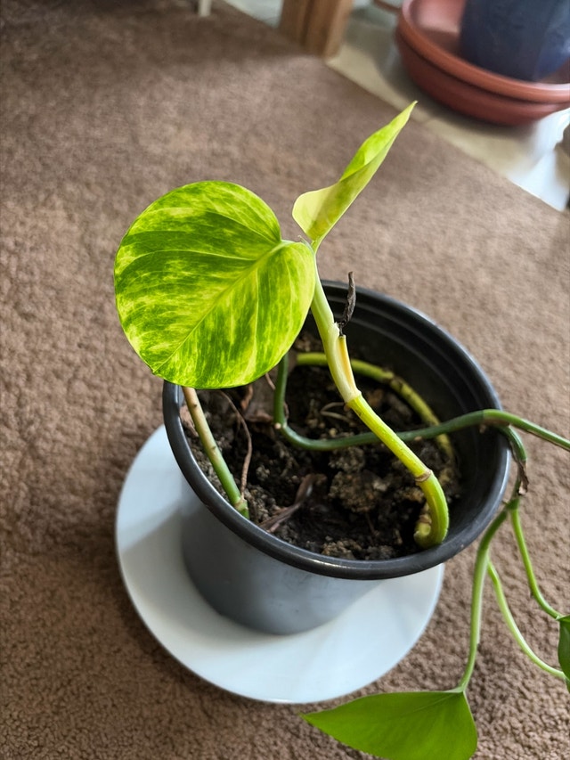 Golden Pothos Plant/money plant - photo 3