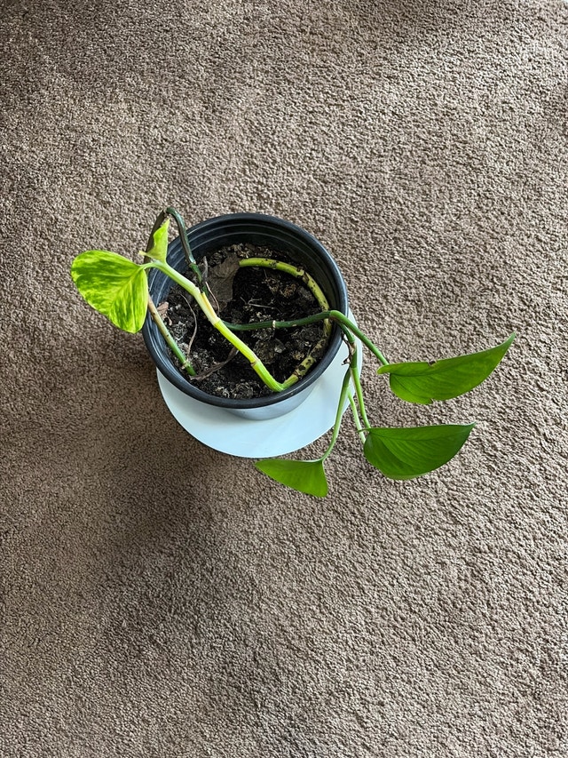 Golden Pothos Plant/money plant - photo 4