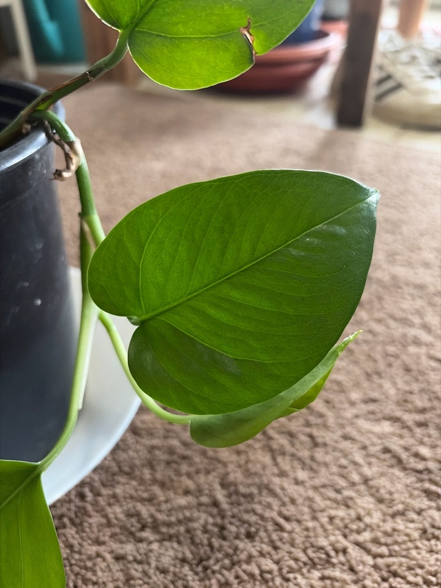 Golden Pothos Plant/money plant - photo 5