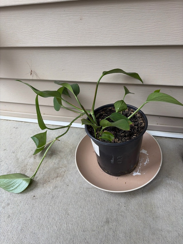 Pothos Houseplant
