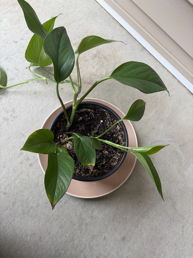 Pothos Houseplant - photo 2