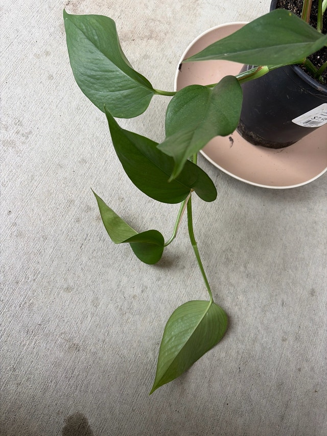 Pothos Houseplant - photo 3