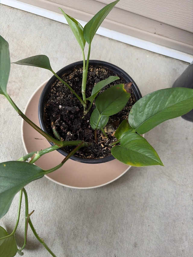 Pothos Houseplant - photo 4