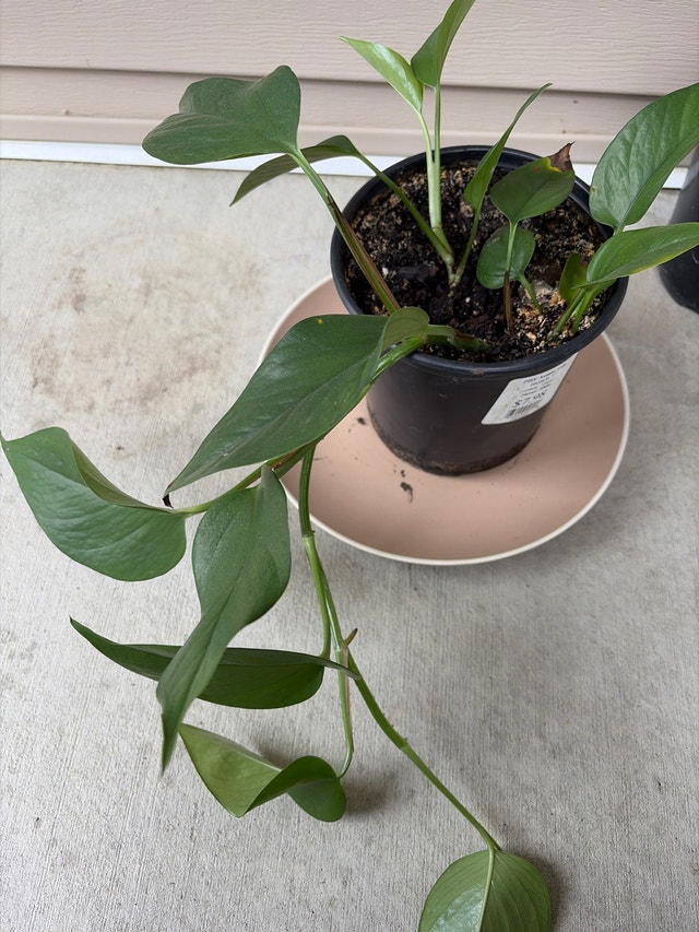Pothos Houseplant - photo 5