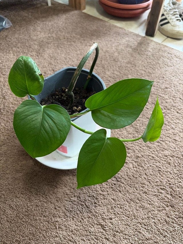 Golden Pothos Plant/money plant
