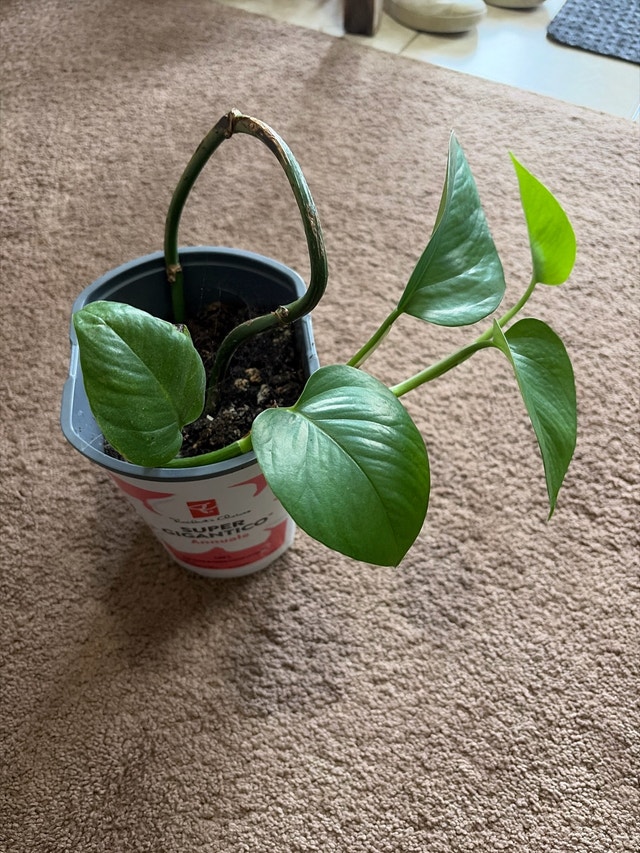 Golden Pothos Plant/money plant - photo 2
