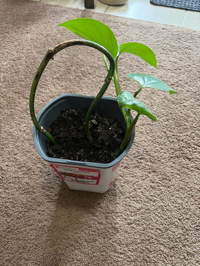 Golden Pothos Plant/money plant - photo 3