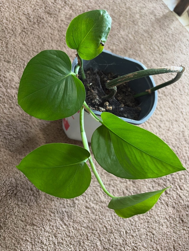 Golden Pothos Plant/money plant - photo 4
