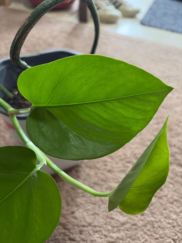 Golden Pothos Plant/money plant - photo 5