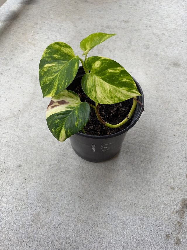 Golden Pothos Plant