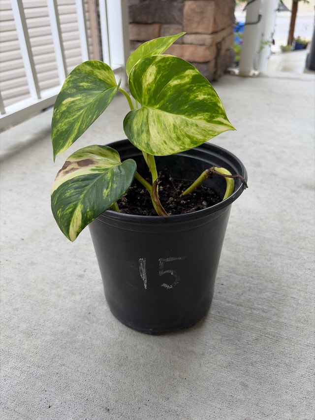 Golden Pothos Plant - photo 2