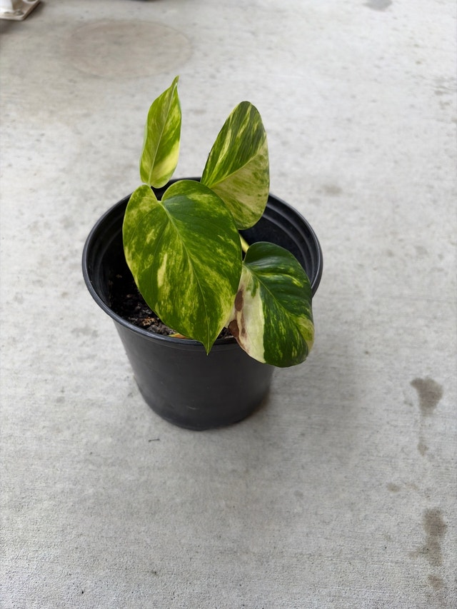 Golden Pothos Plant - photo 3