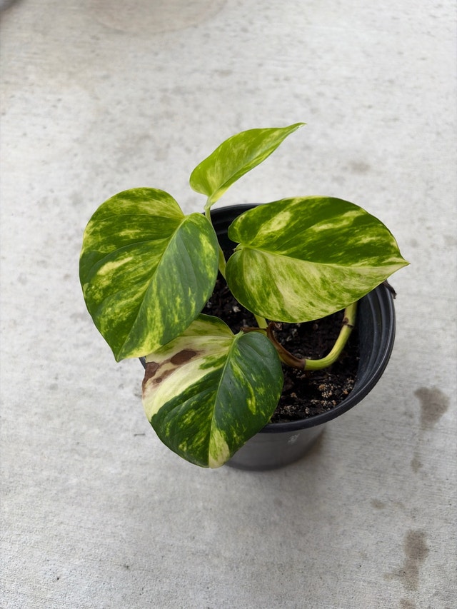 Golden Pothos Plant - photo 4