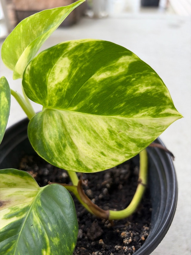 Golden Pothos Plant - photo 5
