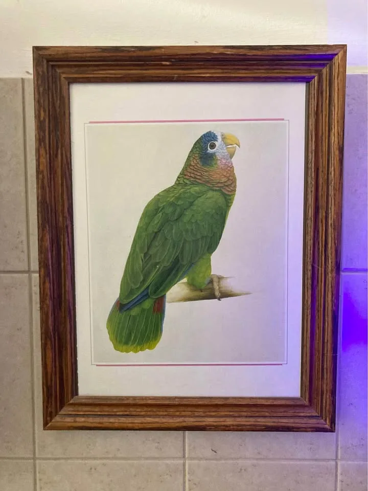 Vintage frame with Parrot print thumbnail