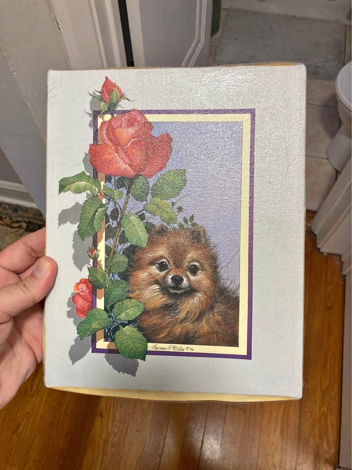 Cute Pomeranian canvas 8x10