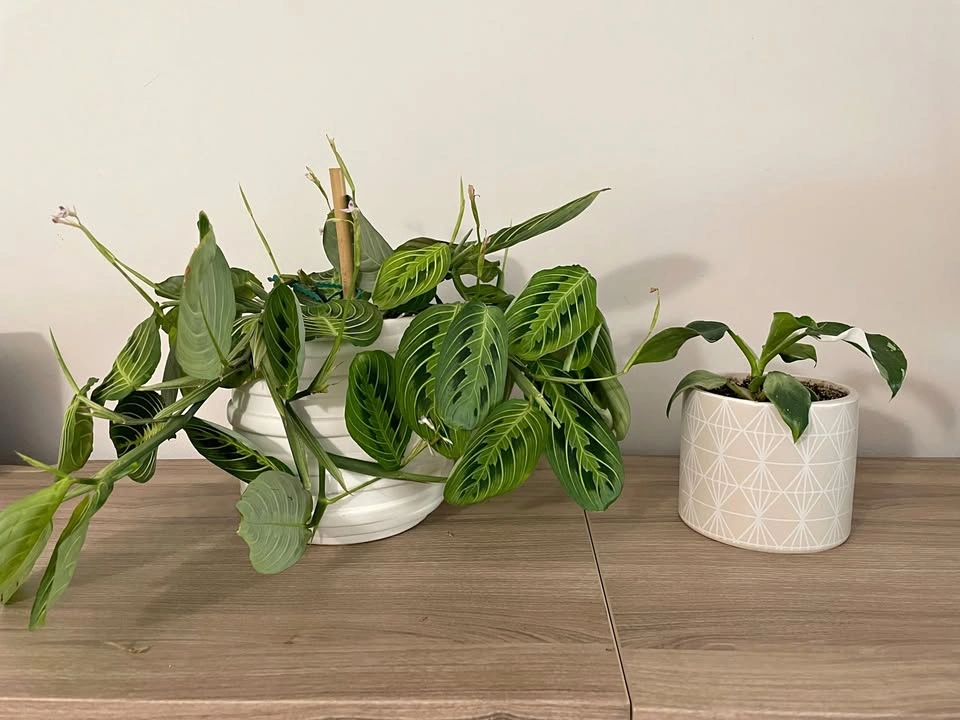Moving Sale - Small Houseplants