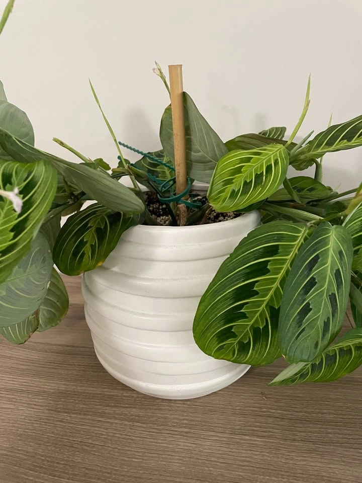 Moving Sale - Small Houseplants - photo 2