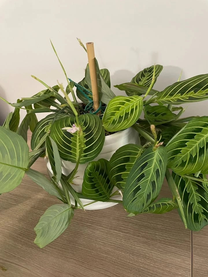 Moving Sale - Small Houseplants - photo 3