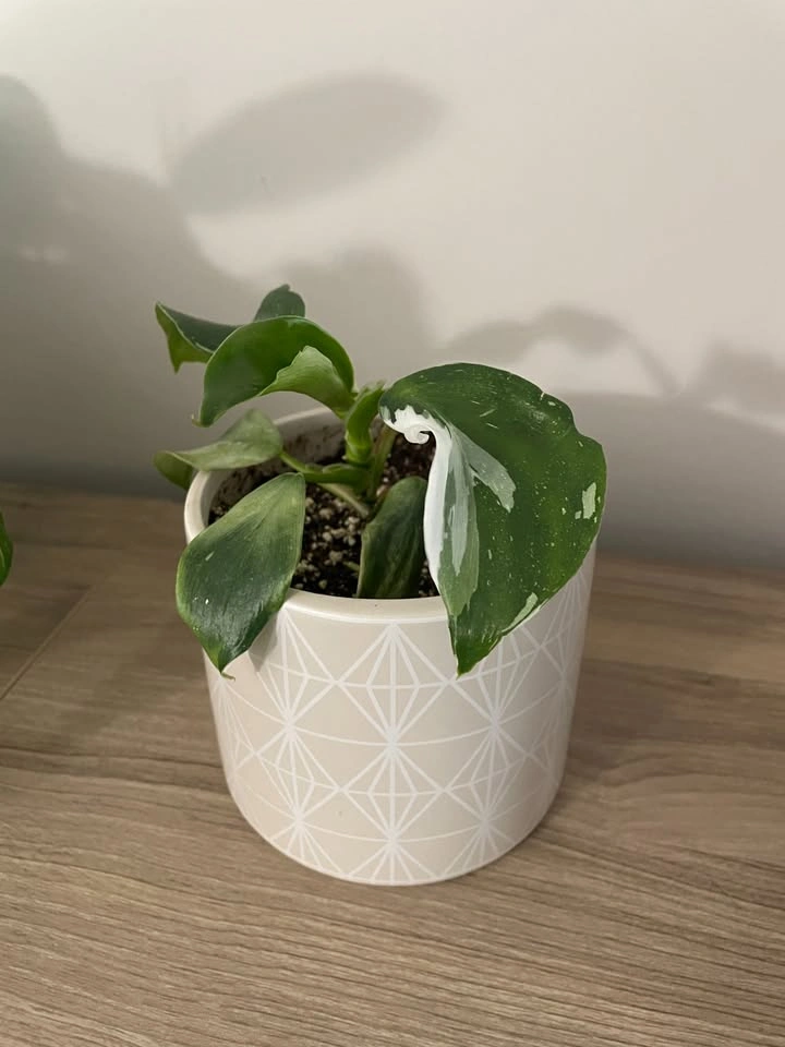 Moving Sale - Small Houseplants - photo 4