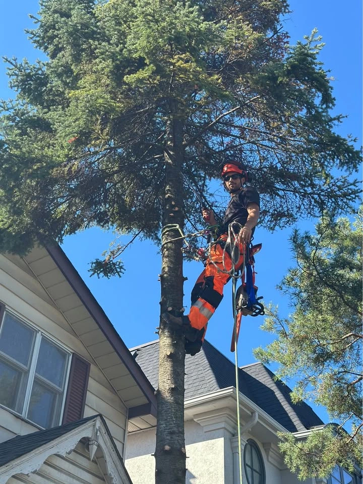 Maple Valley Tree Care Services - photo 2