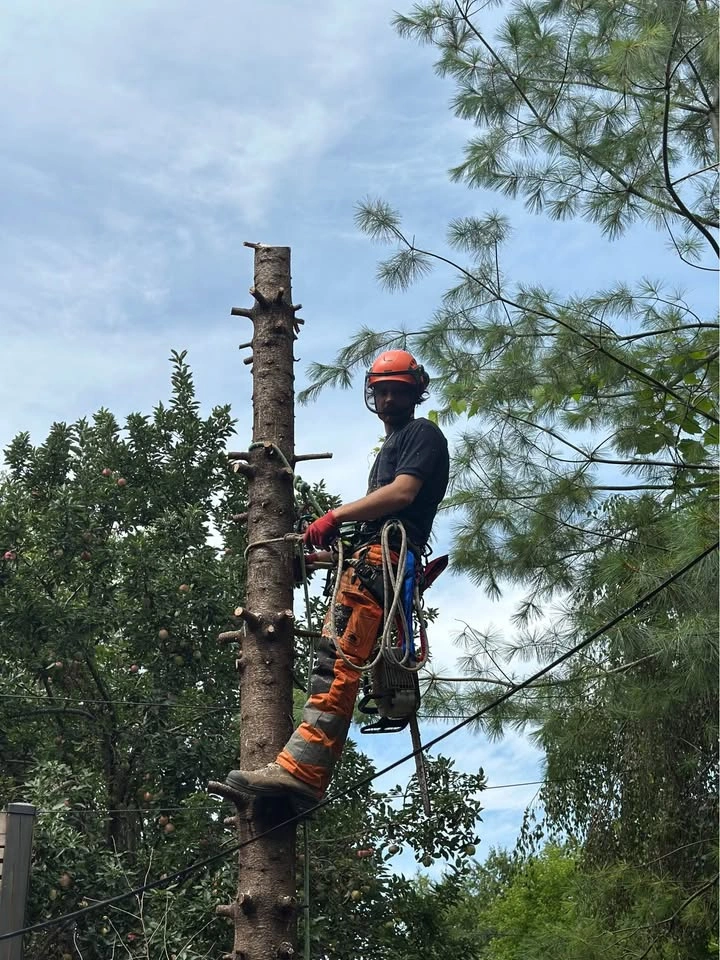 Maple Valley Tree Care Services - photo 3