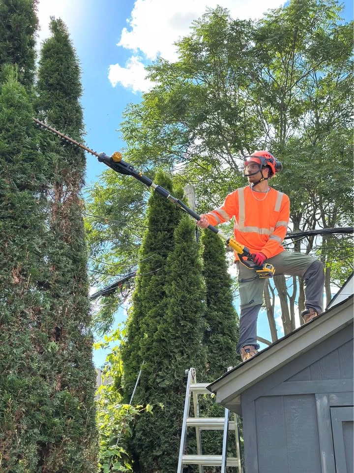 Maple Valley Tree Care Services - photo 4
