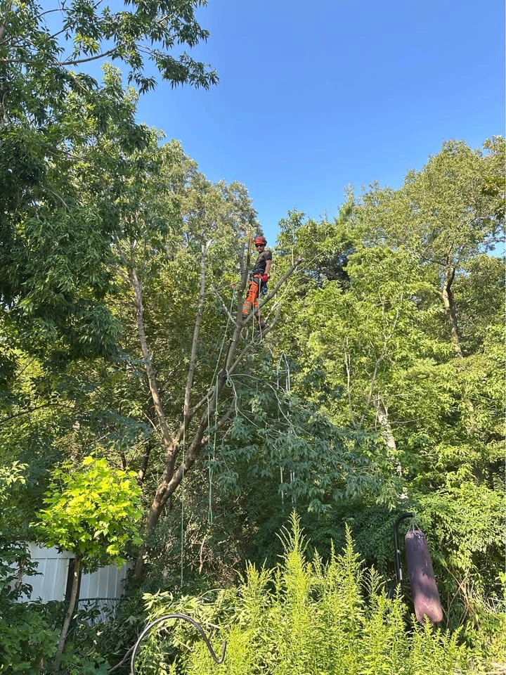 Maple Valley Tree Care Services - photo 5