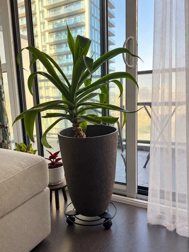 Yucca Plant in Large Planter with Rolling Stand