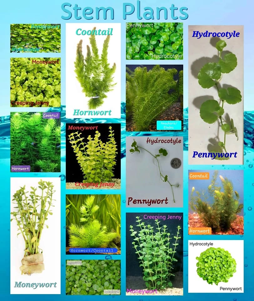 Aquarium Tank, Pond Plants & Other Items