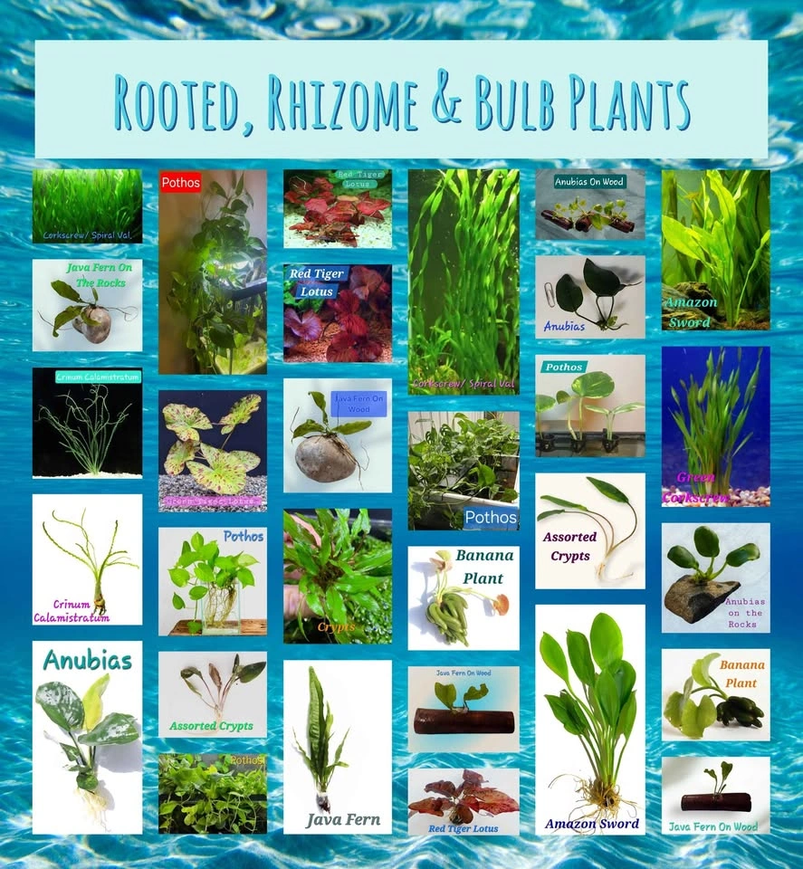 Aquarium Tank, Pond Plants & Other Items - photo 2