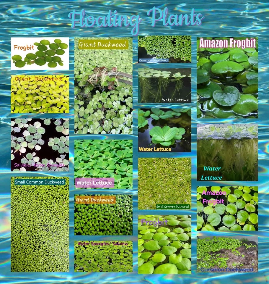 Aquarium Tank, Pond Plants & Other Items - photo 3