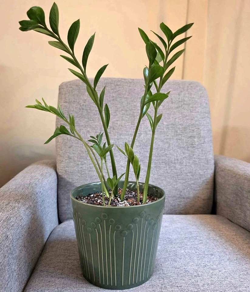 ZZ Zamicron Dwarf Plant
