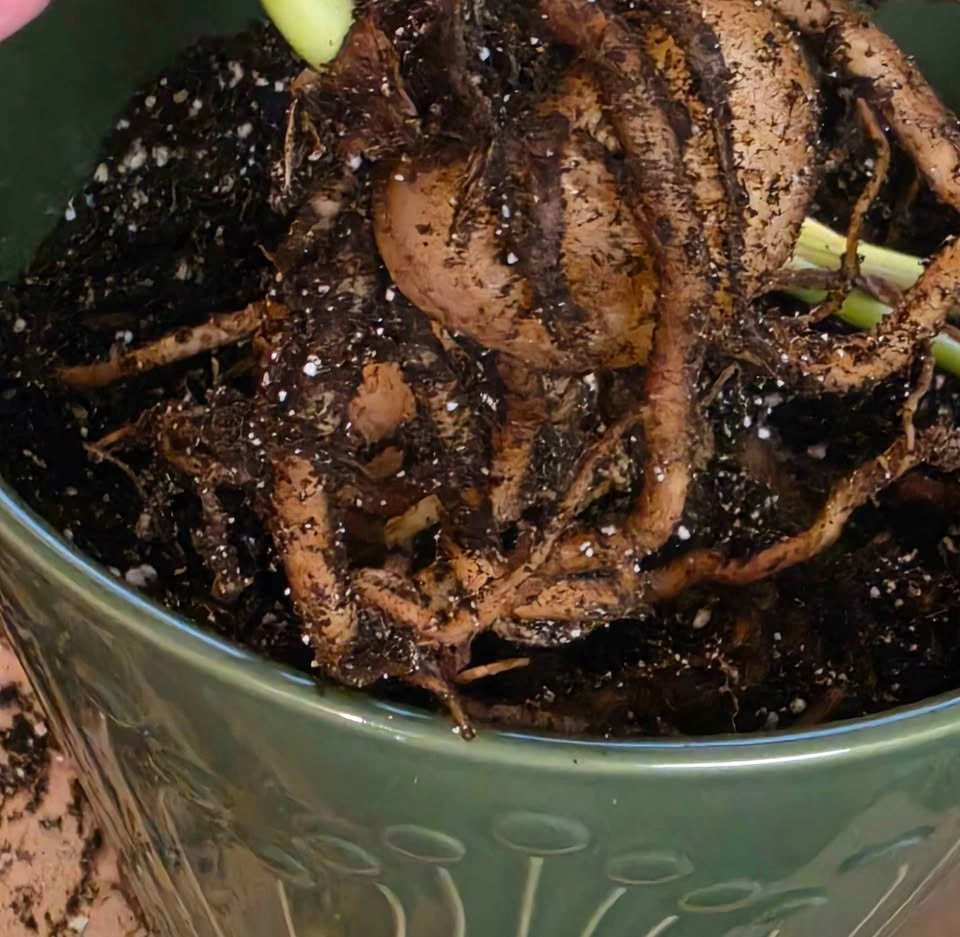ZZ Zamicron Dwarf Plant - photo 2