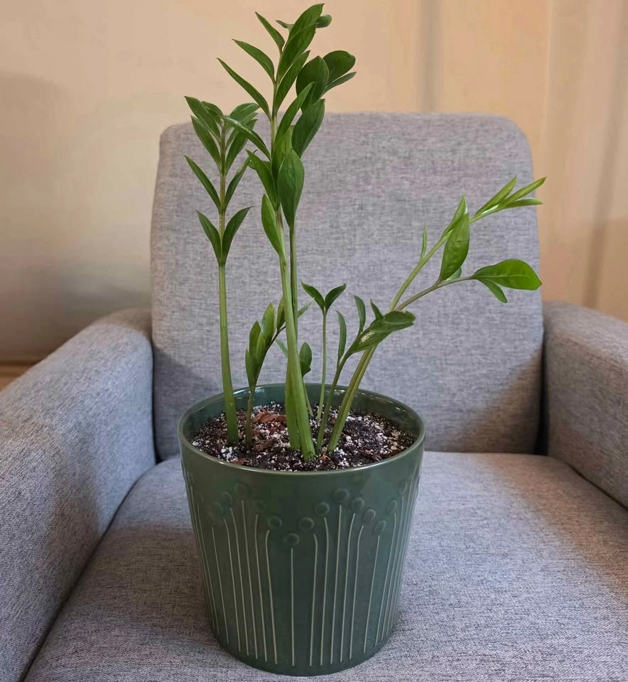 ZZ Zamicron Dwarf Plant - photo 3