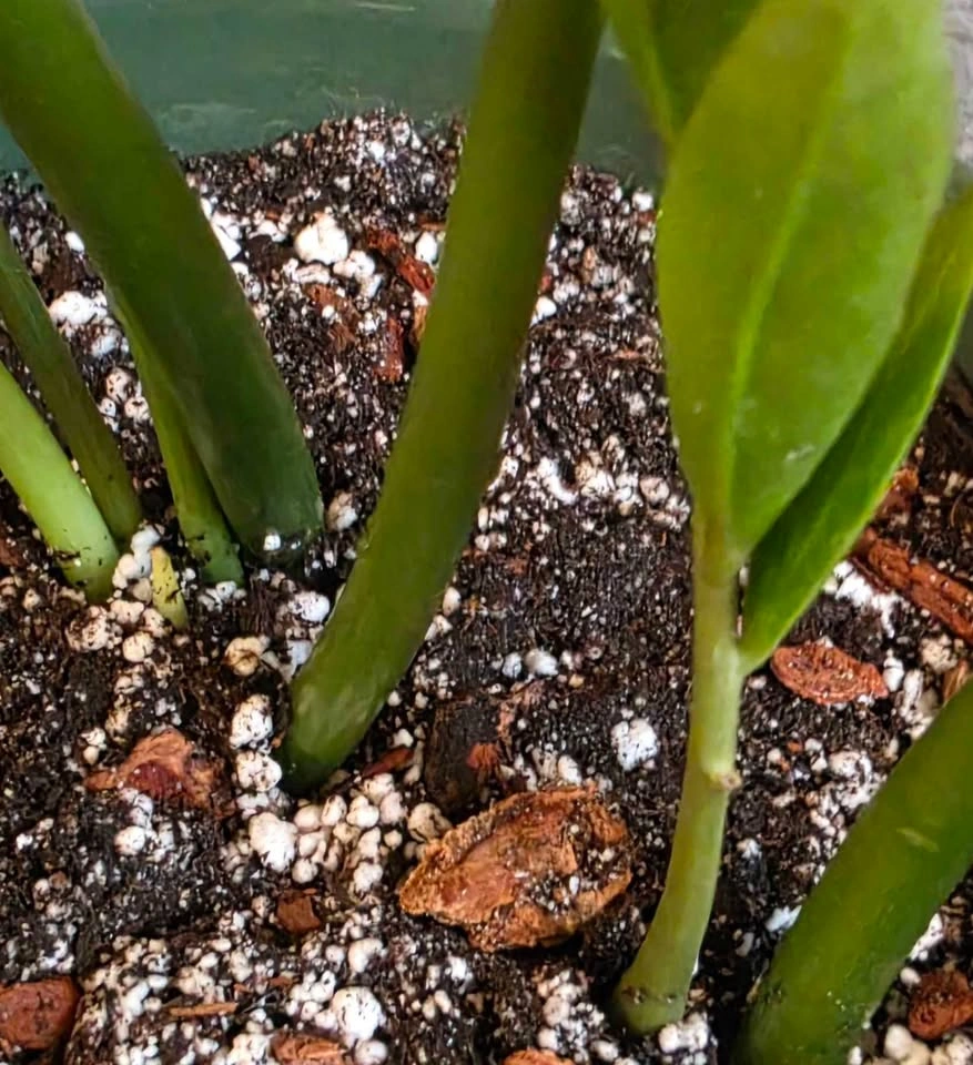 ZZ Zamicron Dwarf Plant - photo 4