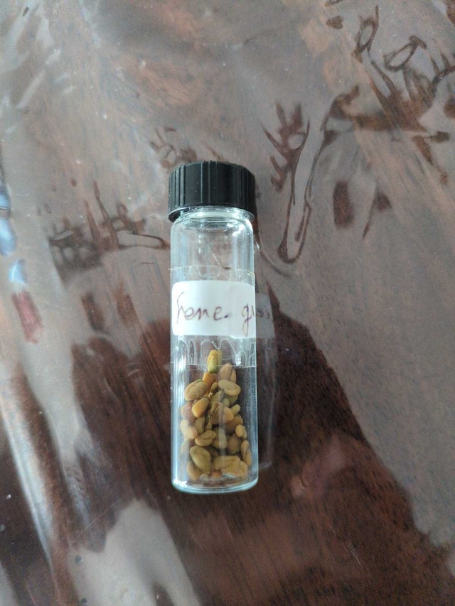 Collection of vegetable/herb seeds - photo 3