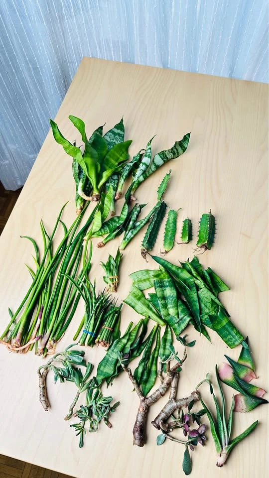 Assorted Succulent and Snake Plant Cuttings