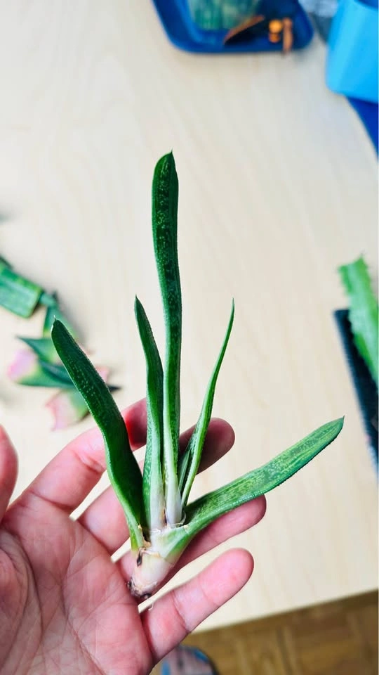 Assorted Succulent and Snake Plant Cuttings - photo 2