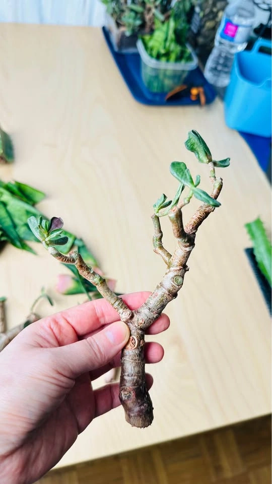 Assorted Succulent and Snake Plant Cuttings - photo 3
