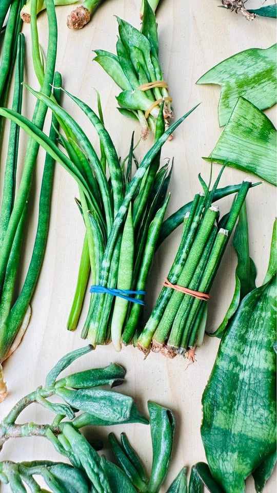 Assorted Succulent and Snake Plant Cuttings - photo 5