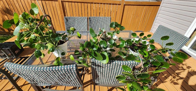 Chinese money plants