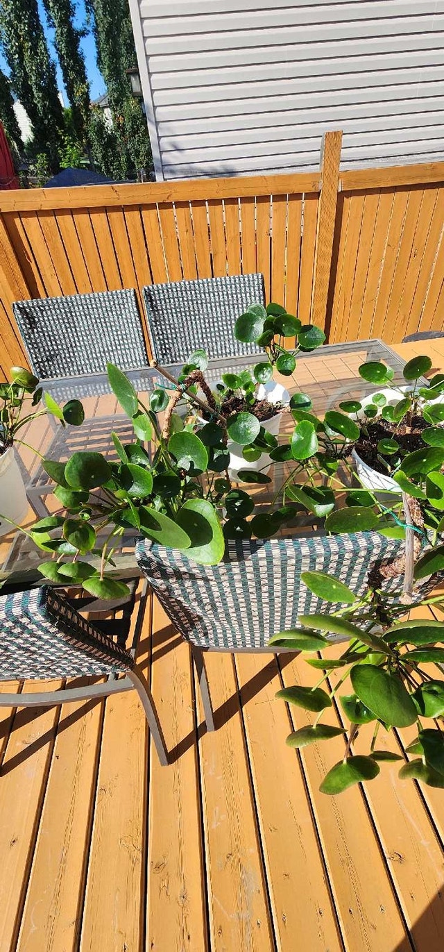 Chinese money plants - photo 2