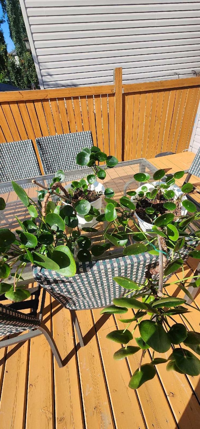 Chinese money plants - photo 3