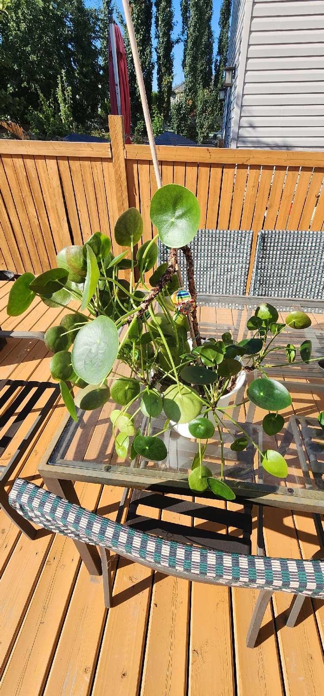 Chinese money plants - photo 4